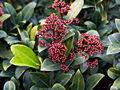 Skimmia japonica IMG_6370 Skimia japońska